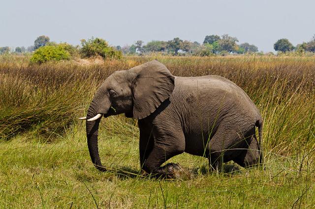 120 Okavango Delta, olifant.jpg